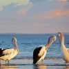 Australian Pelicans At The Beach Diamond Painting