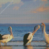 Australian Pelicans At The Beach Diamond Painting