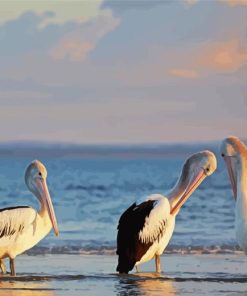 Australian Pelicans At The Beach Diamond Painting