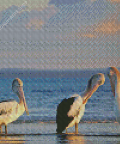 Australian Pelicans At The Beach Diamond Painting