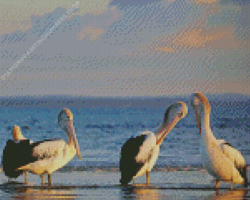 Australian Pelicans At The Beach Diamond Painting