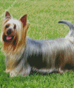 Australian Silky Terrier Puppy Diamond Painting