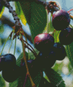 Black Cherry Plant Diamond Painting