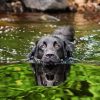 Black Dog On A Lake Diamond Painting