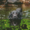 Black Dog On A Lake Diamond Painting