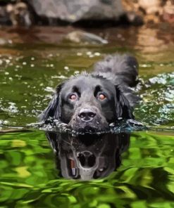 Black Dog On A Lake Diamond Painting