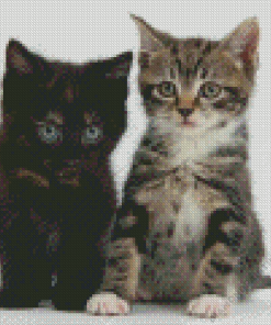 Black And Tabby Cats Diamond Painting