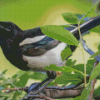 Black Billed Magpie Diamond Painting