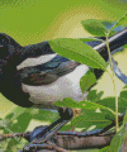 Black Billed Magpie Diamond Painting