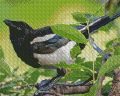 Black Billed Magpie Diamond Painting