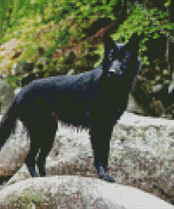 Black Wolf Diamond Painting