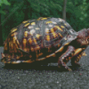 Box Turtle Diamond Painting