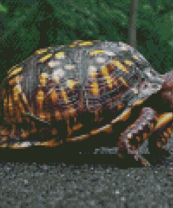 Box Turtle Diamond Painting