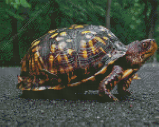 Box Turtle Diamond Painting