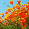 California Poppies Diamond Painting