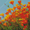 California Poppies Diamond Painting