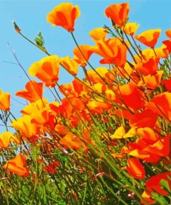 California Poppies Diamond Painting