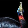 Cassowary Diamond Painting