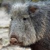 Charcoan Peccary Diamond Painting