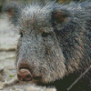 Charcoan Peccary Diamond Painting