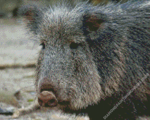 Charcoan Peccary Diamond Painting