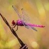 Close Up Of Pink And Purple Dragonfly Diamond Painting