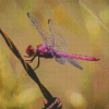 Close Up Of Pink And Purple Dragonfly Diamond Painting