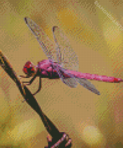 Close Up Of Pink And Purple Dragonfly Diamond Painting