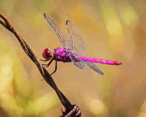 Close Up Of Pink And Purple Dragonfly Diamond Painting