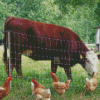 Cow And Chickens Diamond Painting