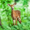 Deer And Forest Diamond Painting