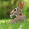 European Rabbit Back Diamond Painting