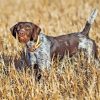 German Wirehaired Diamond Painting