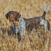 German Wirehaired Diamond Painting