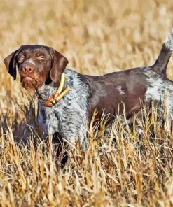 German Wirehaired Diamond Painting