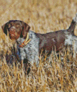 German Wirehaired Diamond Painting