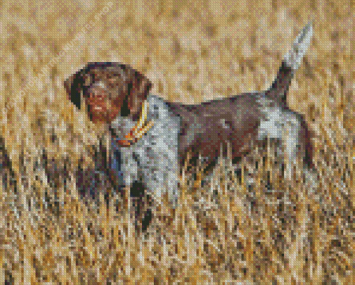 German Wirehaired Diamond Painting