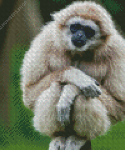 Gibbon Monkey Diamond Painting