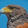 Harris Hawk Diamond Painting