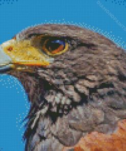 Harris Hawk Diamond Painting