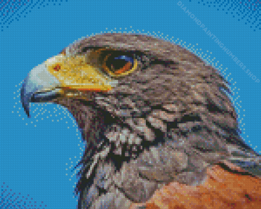 Harris Hawk Diamond Painting