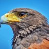 Harris Hawk Diamond Painting