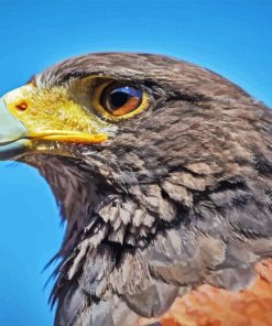 Harris Hawk Diamond Painting