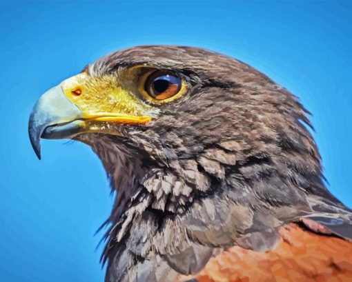 Harris Hawk Diamond Painting