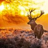 Highland Stag With Sunset Diamond Painting