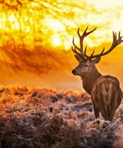 Highland Stag With Sunset Diamond Painting