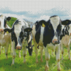 Holstein Cows Diamond Painting