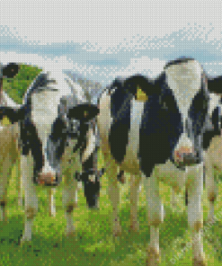 Holstein Cows Diamond Painting