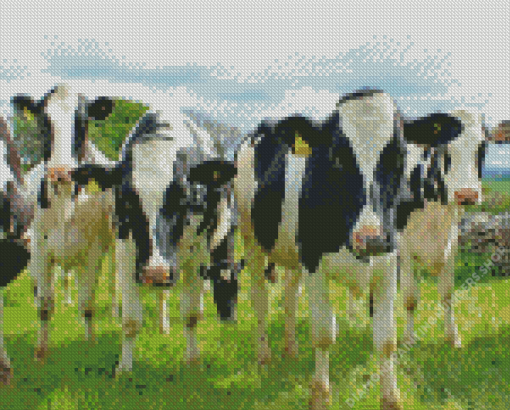 Holstein Cows Diamond Painting