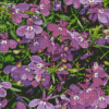 Lobelia Diamond Painting